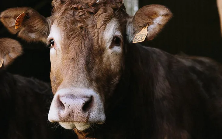 Pôle animal